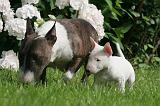 BULL TERRIER MINIATURE 155